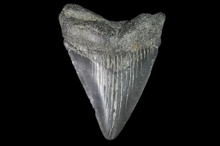 Juvenile Megalodon Tooth - Georgia #101357